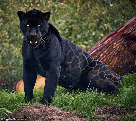Adorable Rare Female Black Jaguar Cub Is Born At A Big Cat Sanctuary In