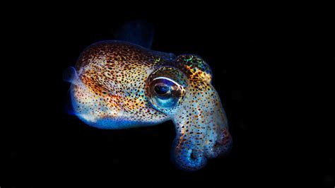 Glowing Bacterium The Secret Of The Glowing Bobtail Squids Cgtn