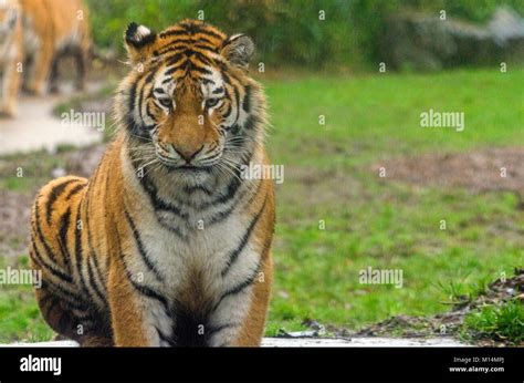 An Amur Tiger Prowling In The Undergrowth Stock Photo Alamy