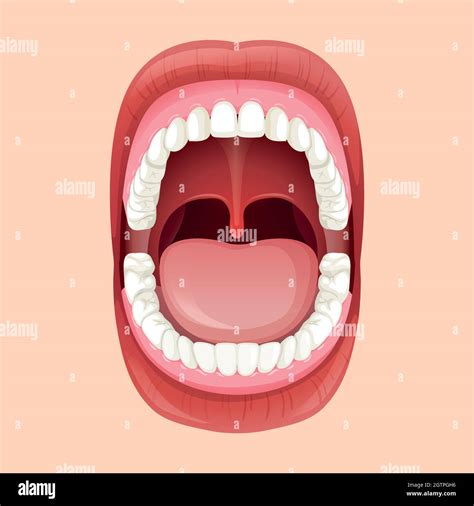 Anatomy Of The Human Mouth Stock Vector Image And Art Alamy