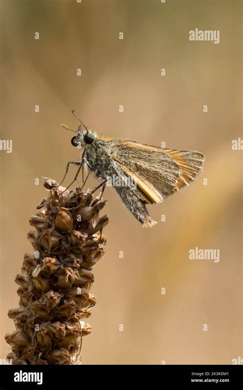 Small Skipper Butterfly Thymelicus Sylvestris Resting On Grass