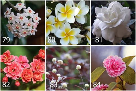 140 Nama Nama Bunga Dan Gambarnya Berurutan A Z Beserta Nama Ilmiahnya