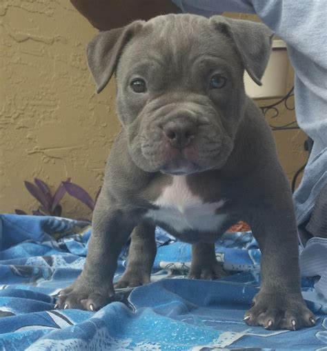 Accurate content you can trust, spreading knowledge on the animal kingdom, and giving back. American Bulldog Puppies For Sale | Coral Springs, FL #112318