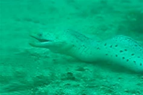 Animals and humans who consume the plant won't die, but they may drool, experience nausea and/or vomit. Sea snake & eel fight to the death ... or not | oceans ...