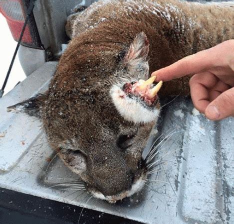 mountain lion killed  idaho  teeth growing    head  inertia