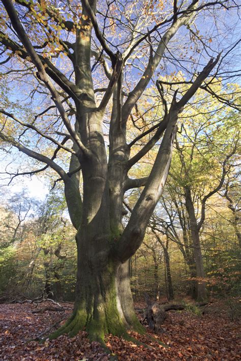 Large Veteran Beech Sheffield Woodland Connections