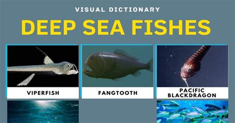 Deep Sea Fish List Of Fish That Live In The Deep Sea With Pictures 7esl