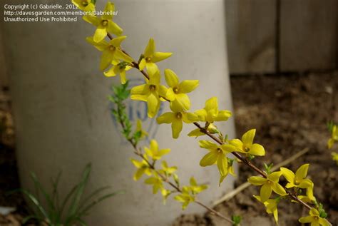 Plantfiles Pictures Greenstem Forsythia Korean Forsythia Kumson