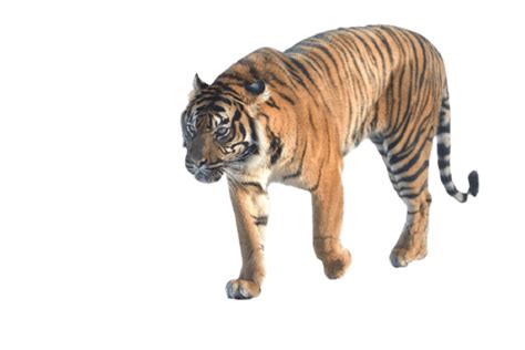 Best 111 Tiger Png Hd Transparent Background A1png