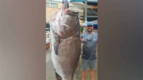 Man Reels In Massive 350 Pound Grouper Off Florida Coast