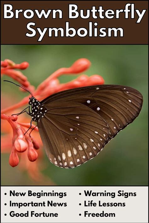 Brown Butterfly Meaning And Symbolism New Beginnings And Love