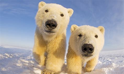 55 best pfp images cartoon profile. Ice to see you! Curious polar bears get up close and ...