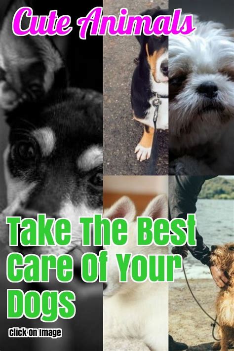 Be A Better Human For Your Dog With These Tips And Tricks Your Dog