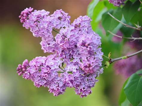 Lilac Plant