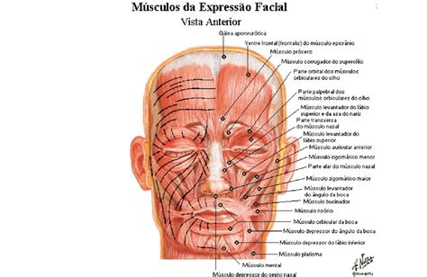 Músculos da face Anatomia papel e caneta