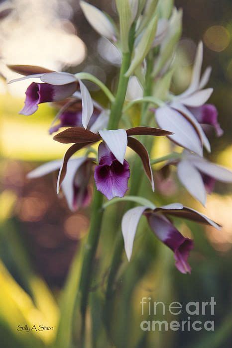 Arditti j (ed) orchid biology: Delicate Nun Orchids by Sally Simon | Exótico