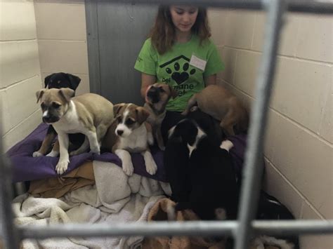 Humane Society Warns Against Buying Puppies Under 8 Weeks Following 2
