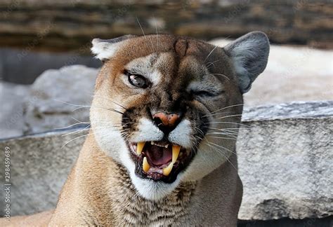 The Cougar Puma Concolorcaptive Animal In Zoo Is American Native