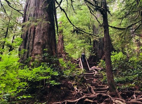 Magical Forests On Vancouver Island The Great Canadian Bucket List