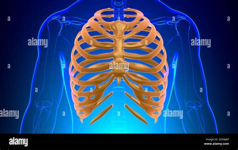 Anatomie Du Squelette Humain Rib Cage 3d Rendering For Medical Concept