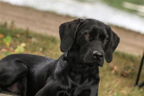 Free Images View Puppy Black Dog Hunting Dog Vertebrate Labrador