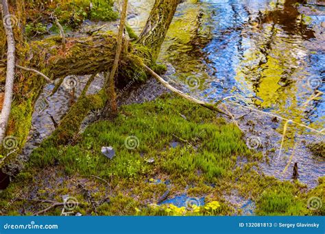 Spring In The Siberian Taiga Stock Image Image Of Siberian Water