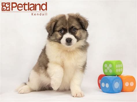 [11+] 3 Months Old Cheap Petland Dog Puppy For Sale Or Adoption Near Me ...