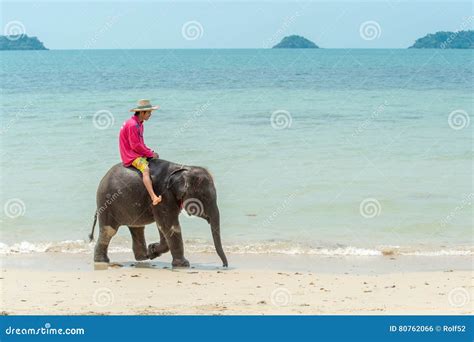 Baby Elephant On The Beach Editorial Photo Image Of Used 80762066