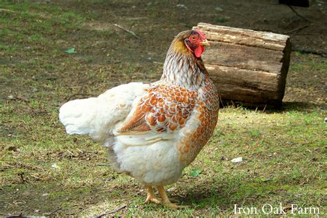 Wyandottes have been around since the 1880s and were bred from spangled blue wyandotte chickens are large, with the hens averaging 6.5 pounds and the roosters weighing. Breed and Color Profile: Blue Laced Red Wyandotte ...