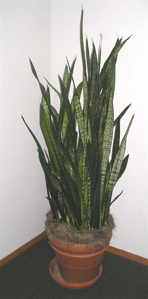Types Of Indoor Plants For Low Light