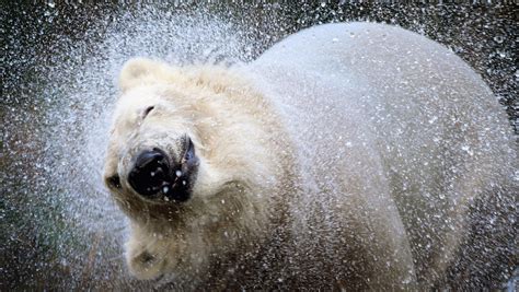 Polar Bears Can Swim Hundreds Of Miles Without A Break Says New