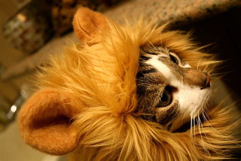 Alibaba.com offers 907 cat lion mane products. Lion's Mane Cat Hat - The Green Head