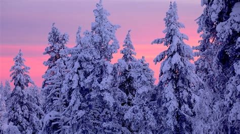 Pink Sunset Over Snowy Winter Forest