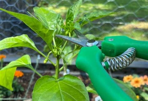 When And How To Prune Pepper Plants For Higher Yields And Healthier Plants