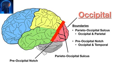 Left Parietal Occipital Lobe