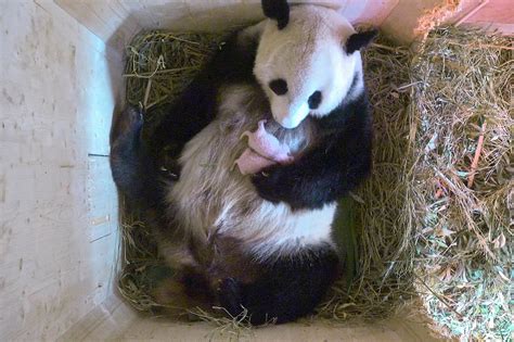 Giant Panda Gives Birth To Surprise Twins At Vienna Zoo