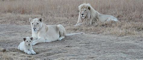 Timbavati Private Nature Reserve White Lion South Africa