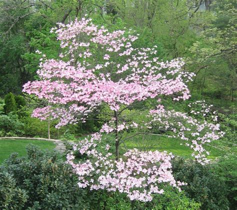 Small Flowering Trees For Small Yards Greenbelt Online