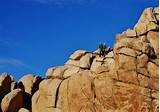 Pictures of Rock Climbing Joshua Tree National Park