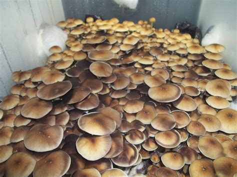 Post about your first time or give advice to those who will experience their first time soon. Pink Buffalo Monotub - Mushroom Cultivation - Shroomery ...