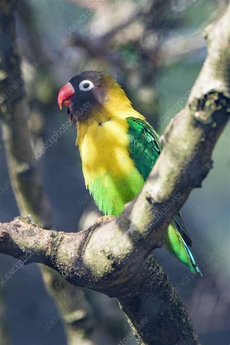 They are native to northeast tanzania and have been introduced to burundi and kenya. Yellow-collared Lovebird - Stock Image - F031/9478 ...