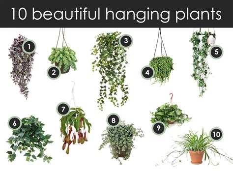 Top 10 Dangling Hanging Plants Modern Plant Life