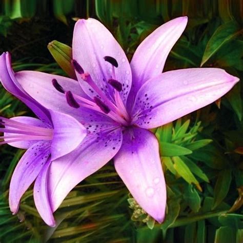 Purple Oriental Lily Lilium With Bonus Lily Plants Lily Seeds