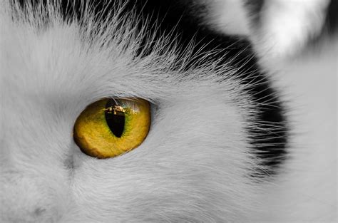 Cats Eye Free Stock Photo Public Domain Pictures