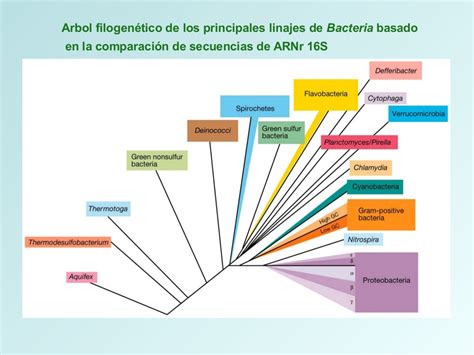 Clasificacion Bacteriana Las Bacterias Taxonomia Biologia Images