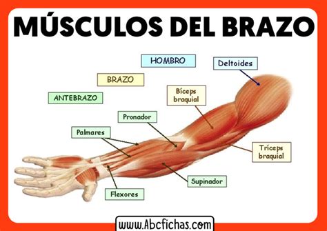Anatomia Y Musculos Del Brazo Abc Fichas