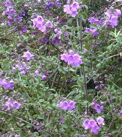 las vegas, the bright green shrubs are aromatic and have i been told they have purple/blue flowers. Australian Mint Bush Stunning purple bell shaped flowers ...