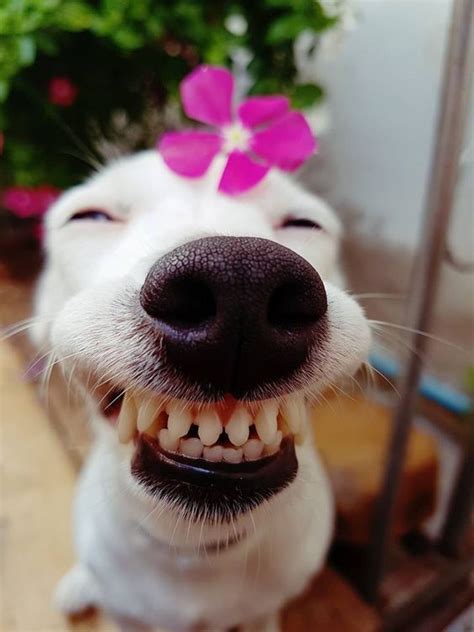 15 Happiest Dogs You Will Ever See In Your Life Smiling Animals