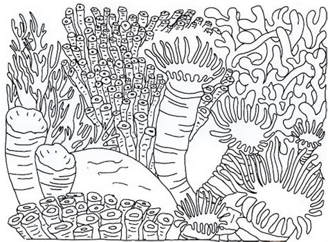 Arrecife De Coral Para Colorear Imprimir E Dibujar Dibujos Colorear Com