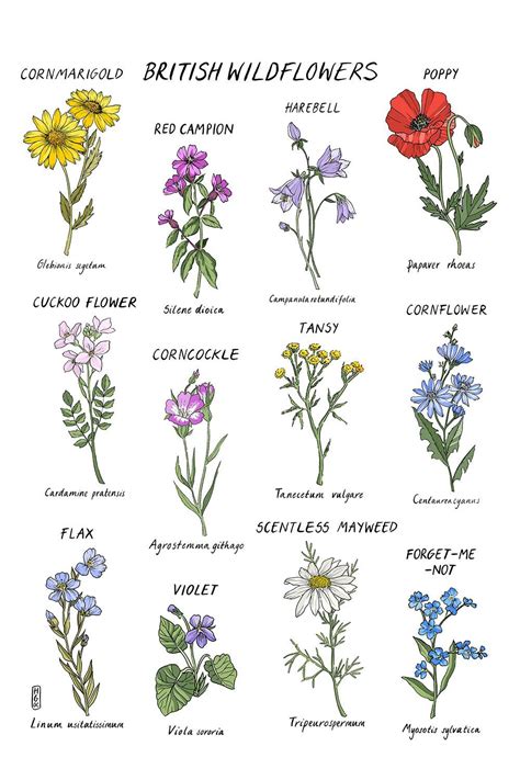 British Wildflowers British Wild Flowers Wild Flowers Flower Drawing